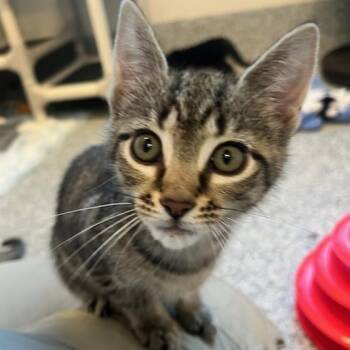 Penny (ID 51791) -  Domestic Short Hair Cat for Adoption in Manassas, Virginia - Penny (ID 51791) | PetCurious