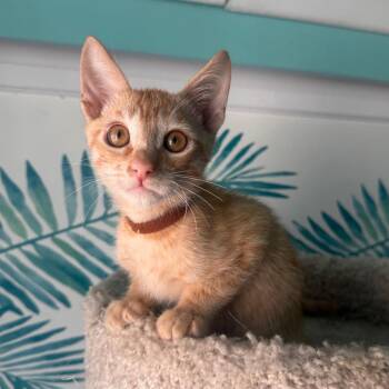 Al -  Domestic Medium Hair Cat for Adoption in Los Angeles, California - Al | PetCurious
