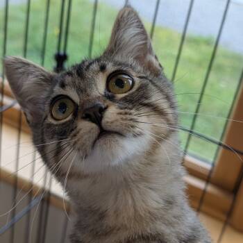 Rescue Domestic Short Hair Cats for Adoption - Sweet Pea | PetCurious