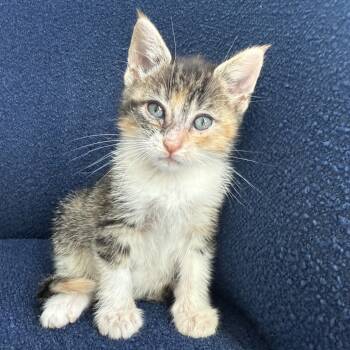 Rescue Domestic Short Hair Cats for Adoption in Austin, Texas - Xia 28 | PetCurious