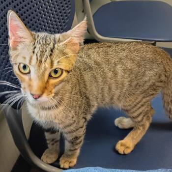 Chase -  Domestic Short Hair Cat for Adoption in Beaufort, South Carolina - Chase | PetCurious