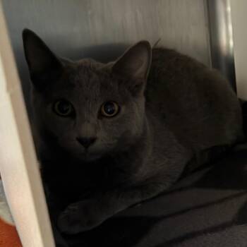 Chestnut -  Domestic Short Hair Cat for Adoption in Cedaredge, Colorado - Chestnut | PetCurious