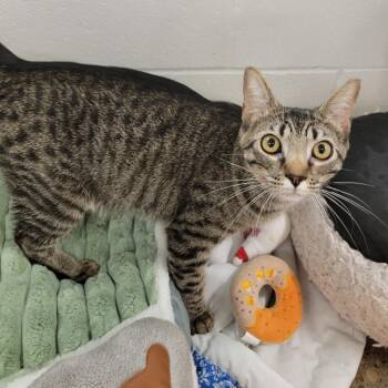 Banana Split -  Domestic Short Hair Cat for Adoption in Phoenix, Arizona - Banana Split | PetCurious