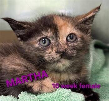 MARTHA -  Domestic Short Hair Cat for Adoption in Holbrook, New York - MARTHA | PetCurious