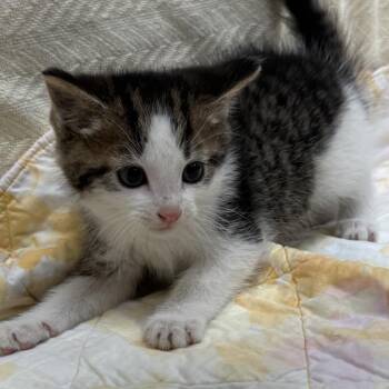 Turk -  Domestic Short Hair Cat for Adoption in North Canton, Ohio - Turk | PetCurious