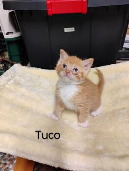 Rescue Domestic Short Hair Cats for Adoption in Oak Park, Michigan - Tuco | PetCurious