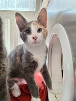 Domestic Short Hair Cats Available for Adoption in Westland, Michigan - Cinnamoroll | PetCurious