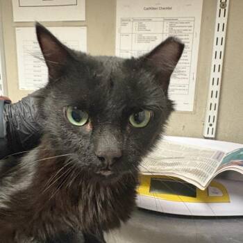 Domestic Medium Hair Cats Available for Adoption - Caroline | PetCurious