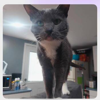 Domestic Short Hair Cats Available for Adoption in Woodstock, Virginia - Gracie Miller | PetCurious