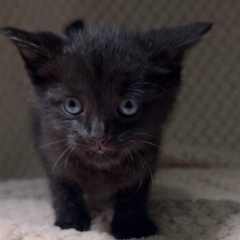 Lucie -  Domestic Short Hair Cat for Adoption in North Canton, Ohio - Lucie | PetCurious