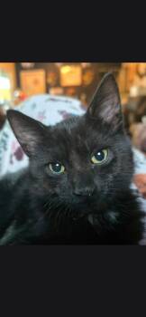 Temperance -  Domestic Short Hair Cat for Adoption in Medford, Wisconsin - Temperance | PetCurious