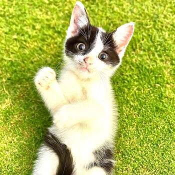 Rescue Domestic Short Hair Cats for Adoption in Chattanooga, Tennessee - Zebra | PetCurious