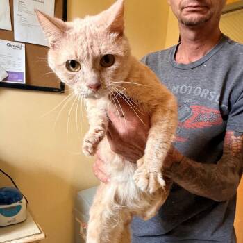 Adam -  Domestic Short Hair Cat for Adoption in Corinth, Mississippi - Adam | PetCurious