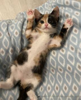 Melody -  Calico and Domestic Short Hair Cat for Adoption in Poplar Grove, Illinois - Melody | PetCurious