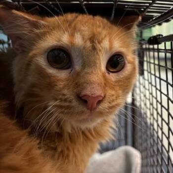 Spork -  Domestic Medium Hair Cat for Adoption in Des Moines, Iowa - Spork | PetCurious