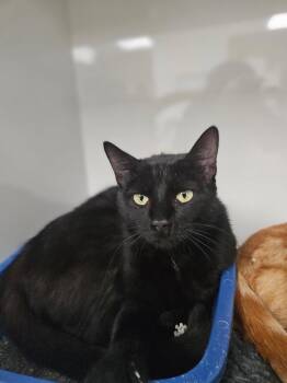 Domestic Short Hair Cats Available for Adoption in Corpus Christi, Texas - Susanna | PetCurious