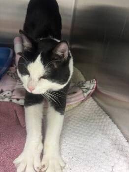 Canyon -  Domestic Short Hair Cat for Adoption in Fort Worth, Texas - Canyon | PetCurious