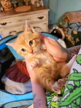 Domestic Short Hair Cats Available for Adoption in Liberty, New York - Scotch (G) | PetCurious