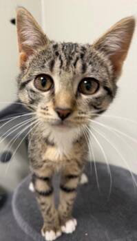 Beetle -  Domestic Short Hair Cat for Adoption - Beetle | PetCurious