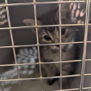 Paint Bucket -  Domestic Short Hair Cat for Adoption in Lynchburg, Virginia - Paint Bucket | PetCurious