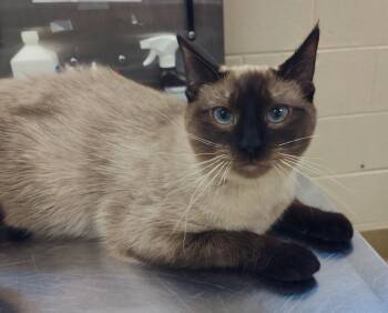 Siamese Cats Available for Adoption in Grand Forks, North Dakota - Oats | PetCurious