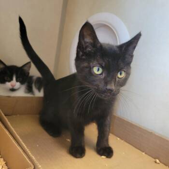 Kona -  Domestic Short Hair Cat for Adoption in Westminster, California - Kona | PetCurious
