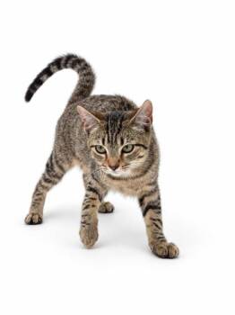 Baby -  Domestic Short Hair Cat for Adoption in Bowling Green, Kentucky - Baby | PetCurious