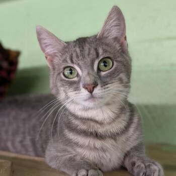 Mandy -  Domestic Short Hair Cat Available for Adoption in Spokane, Washington - Mandy | PetCurious