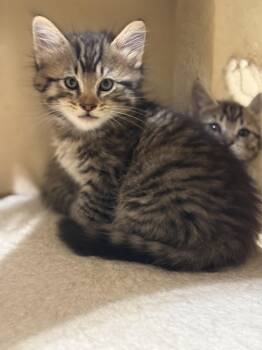 Armani -  Domestic Long Hair Cat for Adoption in Magnolia, Texas - Armani | PetCurious