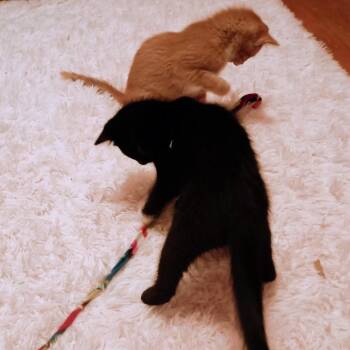 Miles -  Domestic Short Hair Cat for Adoption in Etna, Pennsylvania - Miles | PetCurious