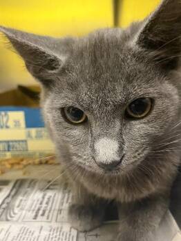 Maomao -  Domestic Short Hair Cat for Adoption in Jackson, Tennessee - Maomao | PetCurious