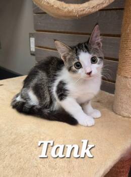 Tank -  Domestic Short Hair Cat for Adoption in Sidney, Ohio - Tank | PetCurious