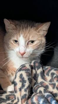 Rescue Domestic Short Hair Cats for Adoption in North East, Maryland - Boone | PetCurious