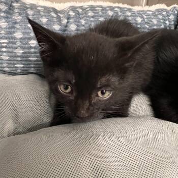 Domestic Short Hair Cats Available for Adoption in Salt Lake City, Utah - Celery | PetCurious
