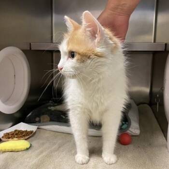 Demi Sec -  Domestic Long Hair Cat for Adoption in Richmond, Virginia - Demi Sec | PetCurious