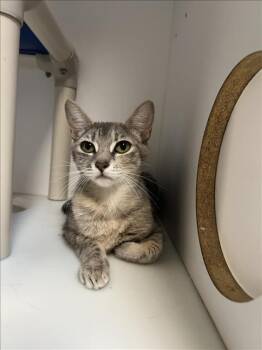 KROGER -  Domestic Short Hair Cat for Adoption in Tulsa, Oklahoma - KROGER | PetCurious