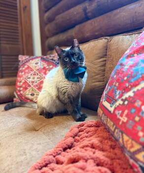 Siamese and Domestic Short Hair Cats Available for Adoption in Friendswood, Texas - Lovell Blue Eyed Darling | PetCurious