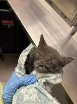 ROBIN -  Domestic Short Hair Cat for Adoption in Las Vegas, Nevada - ROBIN | PetCurious