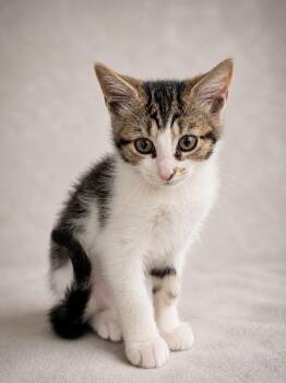 Domestic Short Hair Cats Available for Adoption in Miami, Florida - Mach | PetCurious