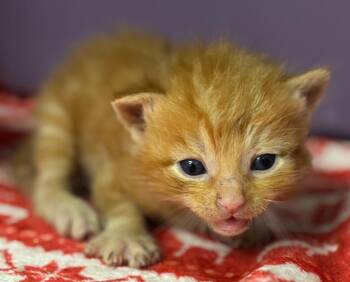 Tiger -  Domestic Short Hair Cat for Adoption in Carthage, Missouri - Tiger | PetCurious