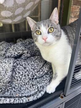 Egyptian Mau and Domestic Short Hair Cats Available for Adoption - Wasabi | PetCurious