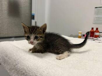 Alva -  Domestic Short Hair Cat for Adoption in Kansas City, Missouri - Alva | PetCurious