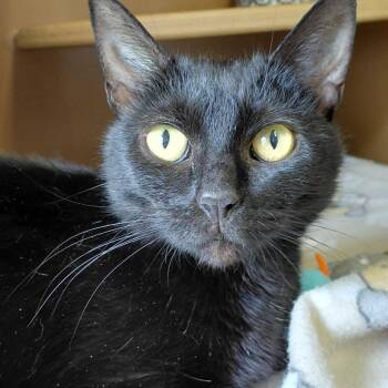 Domestic Short Hair Cats Available for Adoption in Middlebury, Vermont - Tundra | PetCurious