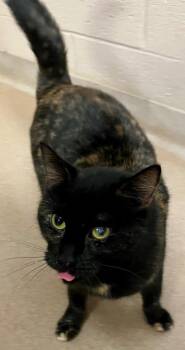 Cha Cha -  Domestic Short Hair Cat for Adoption in Lima, Ohio - Cha Cha | PetCurious