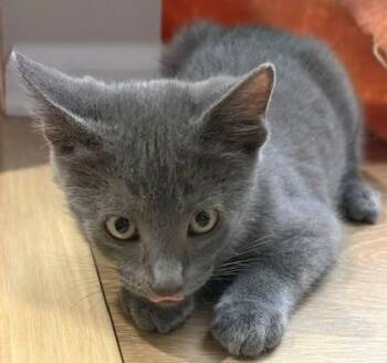 Fred -  Domestic Short Hair Cat for Adoption in New Hope, Pennsylvania - Fred | PetCurious