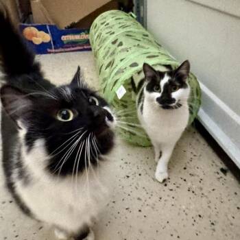 Domestic Long Hair Cats Available for Adoption - Lorelai | PetCurious