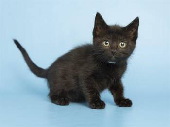 Domestic Short Hair Cats Available for Adoption in Phoenix, Arizona - MARGO | PetCurious
