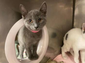 MADELINE -  Domestic Short Hair Cat for Adoption in Fort Wayne, Indiana - MADELINE | PetCurious