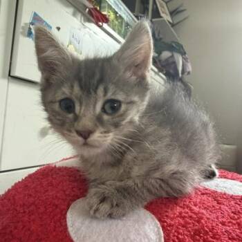 Domestic Medium Hair and Domestic Short Hair Cats Available for Adoption in Janesville, Wisconsin - Cesar | PetCurious