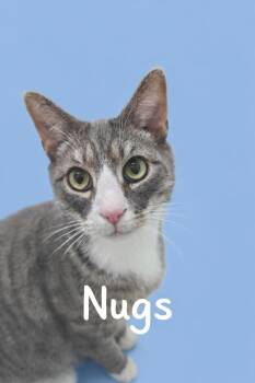Domestic Short Hair Cats Available for Adoption - Nugs | PetCurious